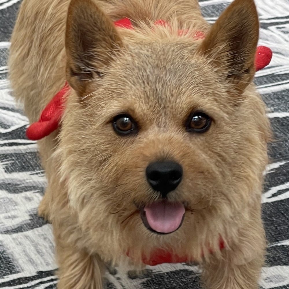 Underdog Pet Stylist - Laila The Norwich - Pet Groomers Near Me - Oxnard, California Underdog Pet Stylist - Laila The Norwich - Pet Groomers Near Me - Oxnard, California