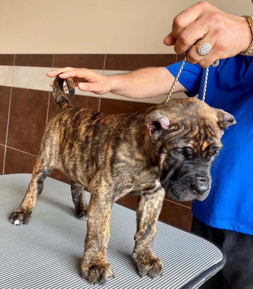 Bravo Kennel Image