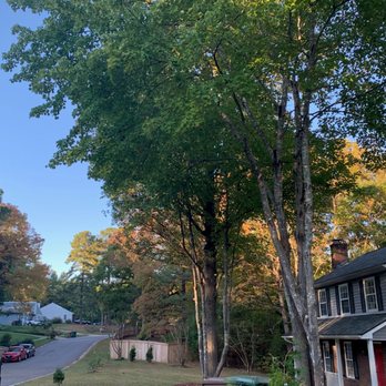 A+ Tree & Crane Services - Trees along street after pruning - Tree Services Near Me - Raleigh, North Carolina