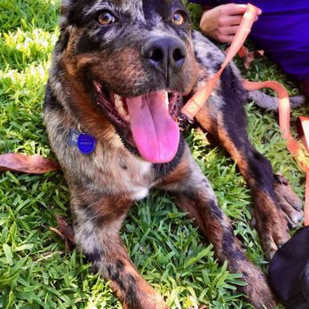 The Barking Lot - Animal Shelters Near Me - Ramona, California