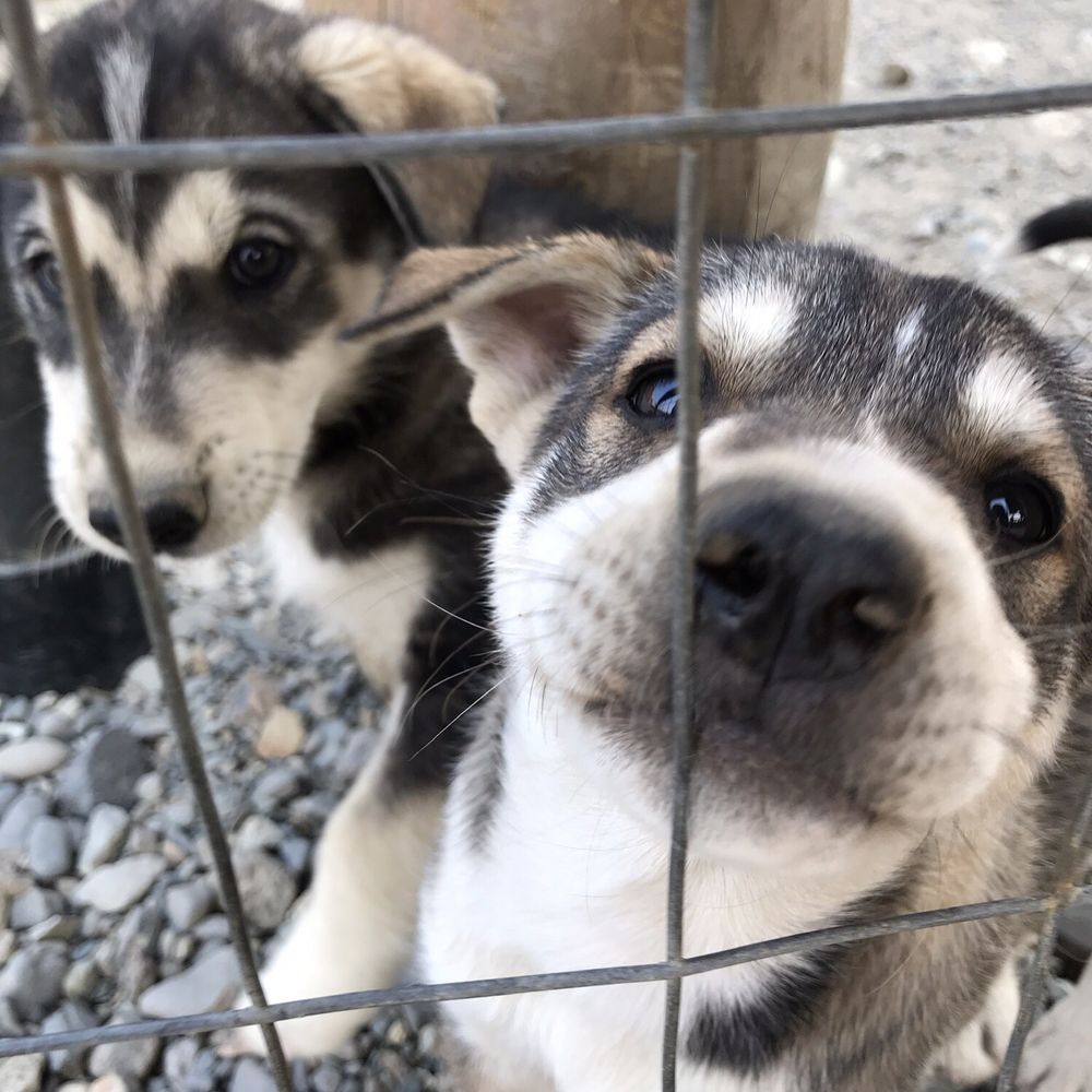 Dog Gone It! - Two of Snap's puppies. A double dose of cuteness and cuddliness! - Tours Near Me Dog Gone It! - Two of Snap's puppies. A double dose of cuteness and cuddliness! - Tours Near Me