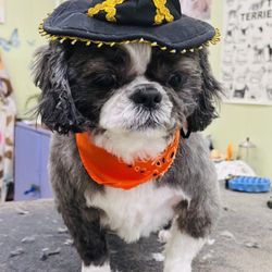 Puppy Power Salon & Services