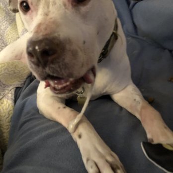 MSPCA Angell - Sick but getting better - Veterinarians Near Me - Boston, Massachusetts MSPCA Angell - Sick but getting better - Veterinarians Near Me - Boston, Massachusetts