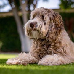 TurFresh - Our TurFresh Mascot "Moose". Loves his clean turf
