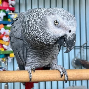 Fine Feathered Friends Foundation - This is a picture of Beau - Animal Shelters Near Me Fine Feathered Friends Foundation - This is a picture of Beau - Animal Shelters Near Me
