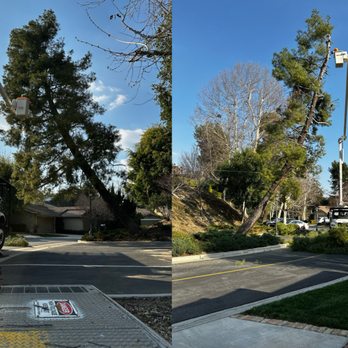 Xpress Tree Service - Removal of uprooting Pine Tree - Tree Services Near Me - Sun Valley, California Xpress Tree Service - Removal of uprooting Pine Tree - Tree Services Near Me - Sun Valley, California