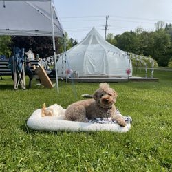 Campground Adventures - My Koda bear enjoys his morning sunshine outside his camp