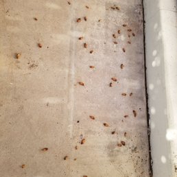 The aftermath of our exterminator visit yesterday. Great job! The aftermath of our exterminator visit yesterday. Great job!