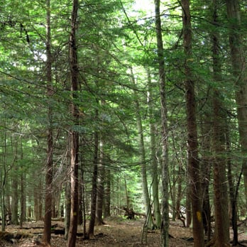 Deer Lick Conservation Area - ant through the pines... - Hiking Near Me - Gowanda, New York
