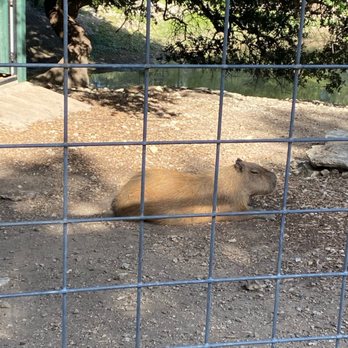 Austin Zoo - capybara!!!! - Zoos Near Me - Austin, Texas Austin Zoo - capybara!!!! - Zoos Near Me - Austin, Texas