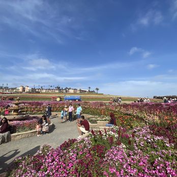 The Flower Fields - Venues & Event Spaces Near Me - Carlsbad, California The Flower Fields - Venues & Event Spaces Near Me - Carlsbad, California