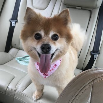 Bruce's Pet Grooming - Pet Groomers Near Me - East Providence, Rhode Island