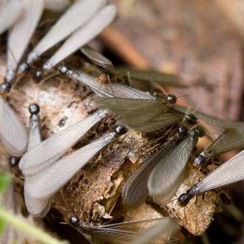NexGen Exterminating - Pest Control Near Me - Anaheim, California