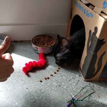 Catfe - Lured a cat out of the box. - Cafes Near Me - Vancouver, British Columbia Catfe - Lured a cat out of the box. - Cafes Near Me - Vancouver, British Columbia