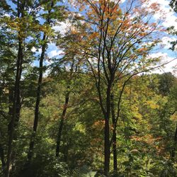 Cedar Ridge Park and Gardens - Rouge River banks