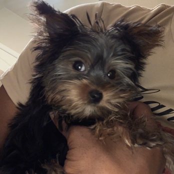 PetSmart - Pet Training Near Me - Davenport, Florida PetSmart - Pet Training Near Me - Davenport, Florida