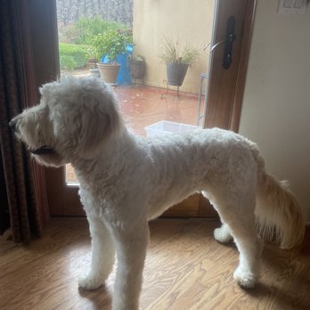 Ruff Cuts Dog Grooming - Pet Groomers Near Me - Atascadero, California Ruff Cuts Dog Grooming - Pet Groomers Near Me - Atascadero, California