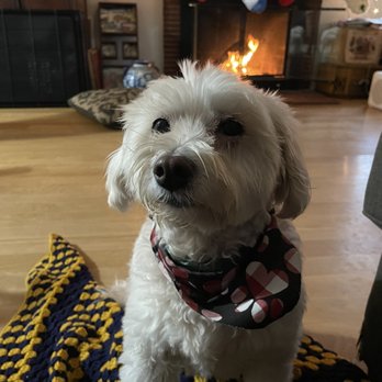 The Dogg Lounge - Bonnie and Cessa have been going to Michelle at The Dogg Lounge for a long time now. - Pet Groomers Near Me - Whittier, California The Dogg Lounge - Bonnie and Cessa have been going to Michelle at The Dogg Lounge for a long time now. - Pet Groomers Near Me - Whittier, California