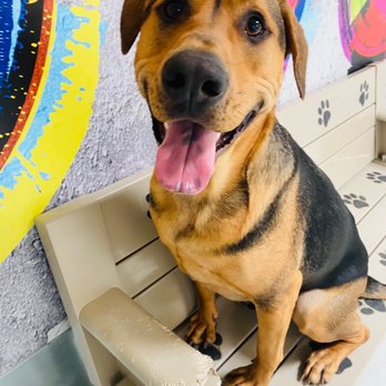 Specialty Dog Training - Dio :) - Pet Training Near Me - Oceanside, California