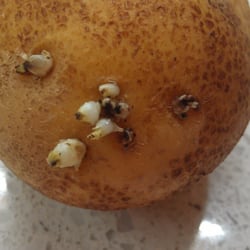 Just Picked Fresh Produce - All the potatoes look very old and not edible.