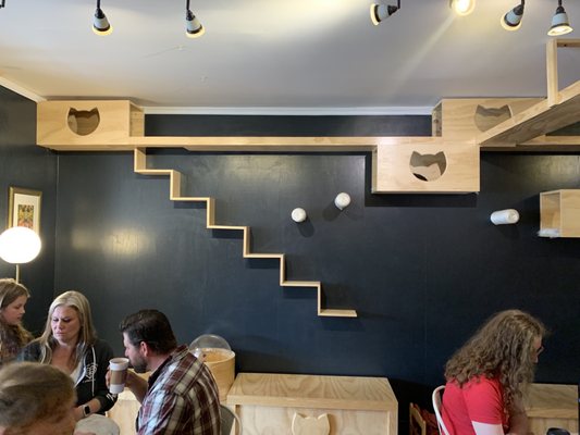 Denver Cat Company by null