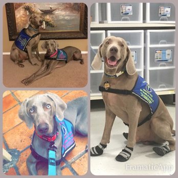 All Things Paracord & More - A Silver Lining Weimaraners service dogs Steele and Hopea of All Things Paracord & More. The true bosses! - Pet Stores Near Me - Keller, Texas All Things Paracord & More - A Silver Lining Weimaraners service dogs Steele and Hopea of All Things Paracord & More. The true bosses! - Pet Stores Near Me - Keller, Texas
