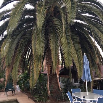 ArborCare Tree Care - Before - Tree Services Near Me ArborCare Tree Care - Before - Tree Services Near Me