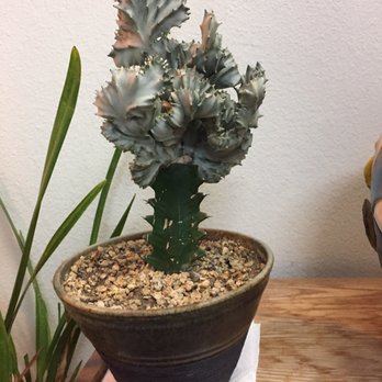 Hide's Shiatsu - Whenever I come here, I enjoy looking at this plant - Massage Near Me - Gardena, California Hide's Shiatsu - Whenever I come here, I enjoy looking at this plant - Massage Near Me - Gardena, California