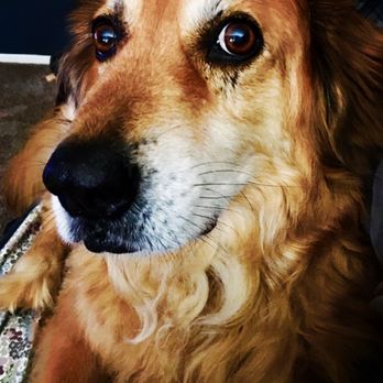 Cerbat Cliffs Animal Hospital - Our beautiful boy Rusty - Veterinarians Near Me - Kingman, Arizona