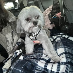 The Pet Wash