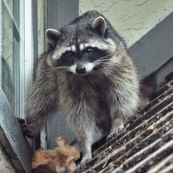 Pest Boss - Big bad momma raccoon (braking through & living in the attic) - Pest Control Near Me - Burnaby, British Columbia