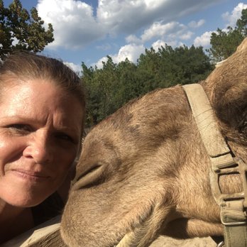 Emerald Coast Zoo - Happy hump day! I got kissed by a camel - Zoos Near Me - Crestview, Florida Emerald Coast Zoo - Happy hump day! I got kissed by a camel - Zoos Near Me - Crestview, Florida