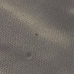 Comfort Suites Hotel And Conference Center - Bed bug droppings