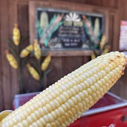 Avila Valley Barn - Delicious roasted corn $5 (July 2025)
