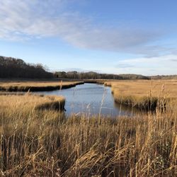 Barn Island Wildlife Management
