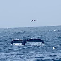 First whale encounter! First whale encounter!