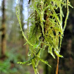 Lime Kiln Trail
