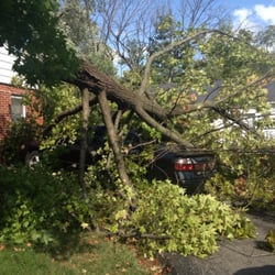 ReMax Homebase - Fallen tree on rental property