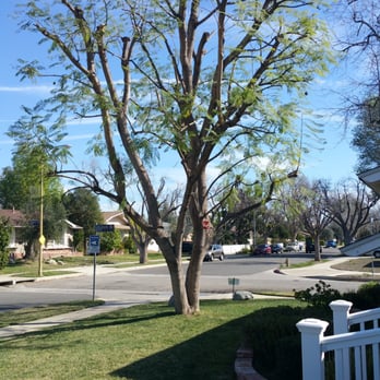 Millan Tree Service - Front yard tree . - General Contractors Near Me Millan Tree Service - Front yard tree . - General Contractors Near Me