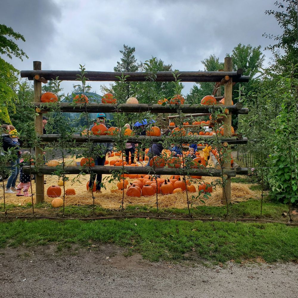 Chudleigh's - Pumpkin area for kids - Farmers Market Near Me - Halton Hills, Ontario Chudleigh's - Pumpkin area for kids - Farmers Market Near Me - Halton Hills, Ontario