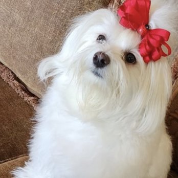 Maltese Puppies in Texas - Libby - Pet Breeders Near Me Maltese Puppies in Texas - Libby - Pet Breeders Near Me