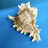 Sea Pleasures & Treasures gift card