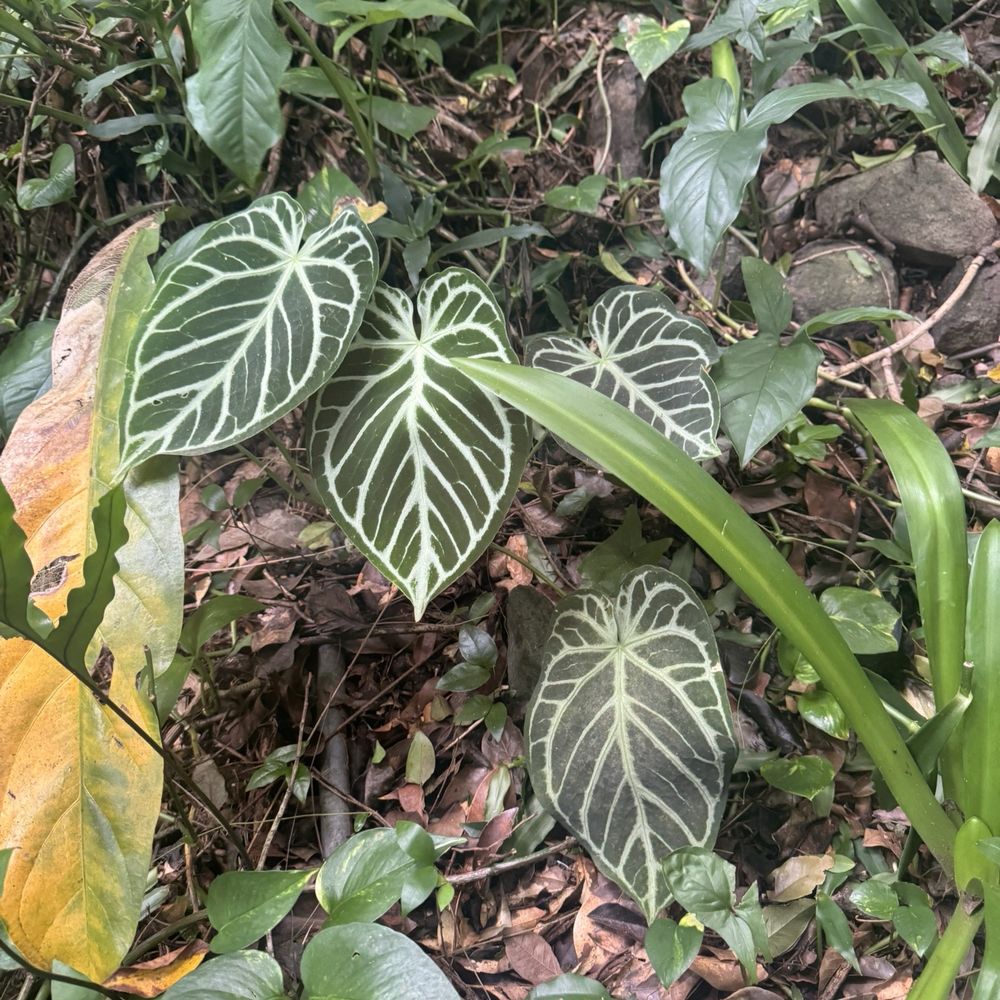 Phantasea Botanical Gardens - Botanical Gardens Near Me - St Thomas, Virgin Islands