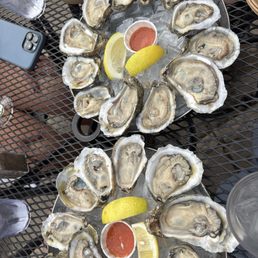 Oyster Oyster
