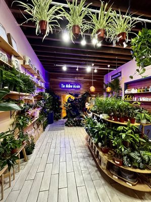 The Mellow Mission by null