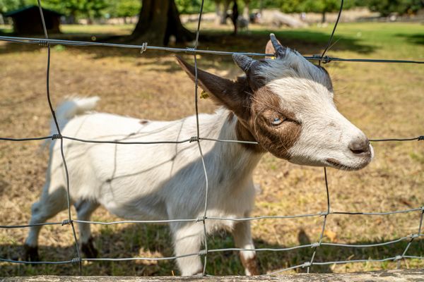 Petit Trianon by null