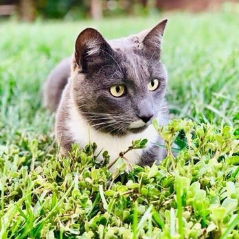 Neuro Vet - Veterinarians Near Me - Pleasant Hill, California