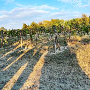 BarnHill Vineyards - Venues & Event Spaces Near Me - Anna, Texas BarnHill Vineyards - Venues & Event Spaces Near Me - Anna, Texas