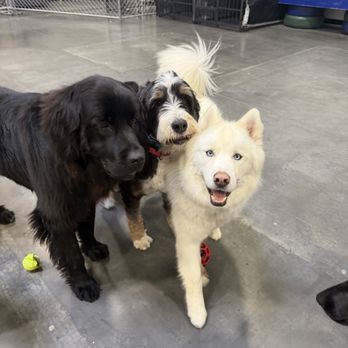 Barks and Recreation - Pet Boarding Near Me - Woods Cross, Utah