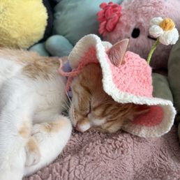 Cats in hats ‍